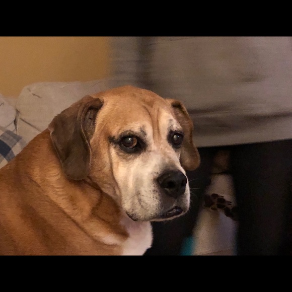 Meet your Posher, Leonard - Picture 1 of 1